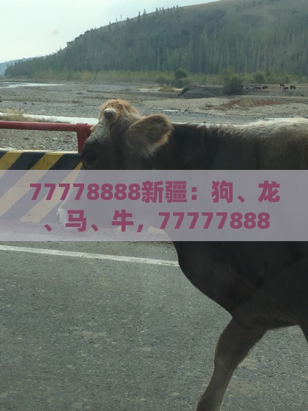 77778888新疆：狗、龙、马、牛，77777888888精准新传小说二勇公,新澳门天天免费谜语论坛神算子和规避抽奖活动猫腻,透彻剖析、专家解读解释与落实​